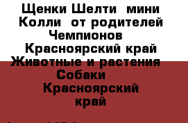 Щенки Шелти (мини Колли) от родителей Чемпионов - Красноярский край Животные и растения » Собаки   . Красноярский край